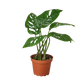 Monstera Adansonii Swiss Cheese | Easy Care Vining Plant | House Plant Shop
