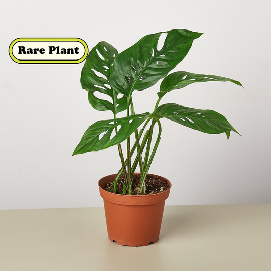 Monstera Adansonii 'Swiss Cheese' potted.  This Monstera is easy to grow and loves to climb and grow upwards.