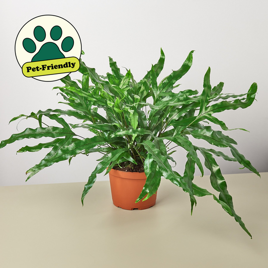 Fern 'Kangaroo Paw' - grows long indented leaves with a dark green color and glossy shine.