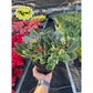 Kalanchoe 'Blossfeldiana'
