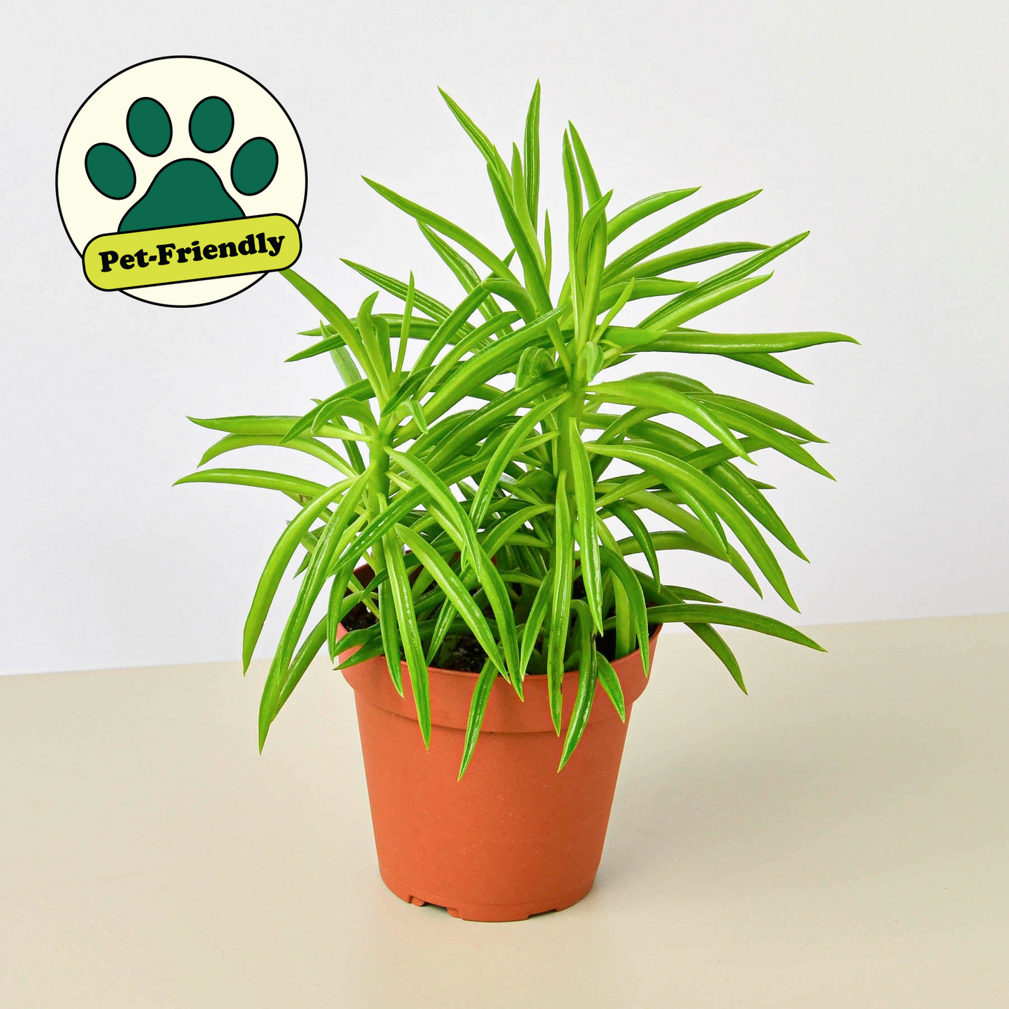 Peperomia 'Green Bean' Plant - Its green stems will grow in an upward fashion and would be a great and unique addition to any desk or shelf.