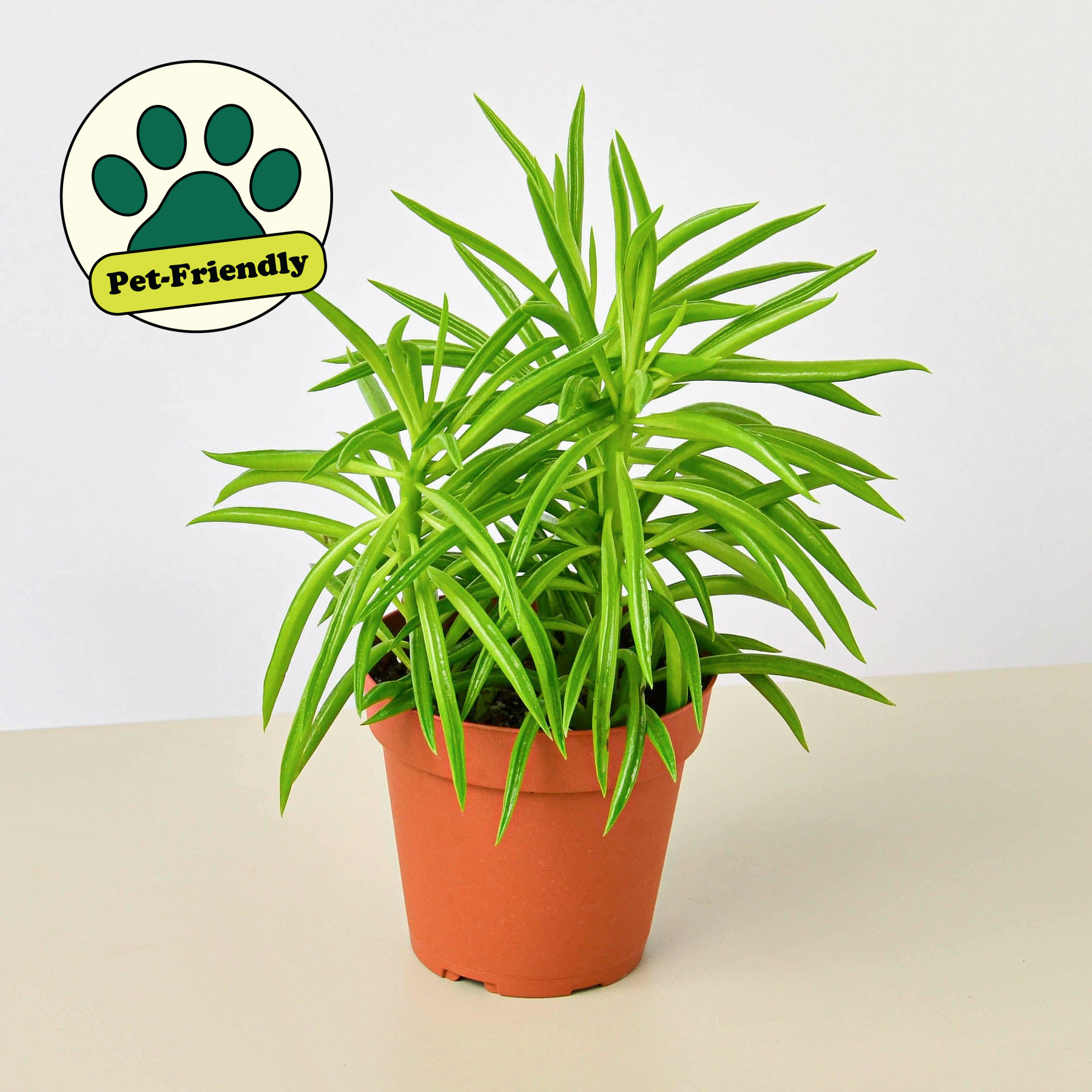 Peperomia 'Green Bean' Plant - Its green stems will grow in an upward fashion and would be a great and unique addition to any desk or shelf.