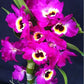 Dendrobium Maple Red Orchid Live Plant I Rare Hybrid Orchid 