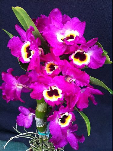 Dendrobium Maple Red Orchid Live Plant I Rare Hybrid Orchid 