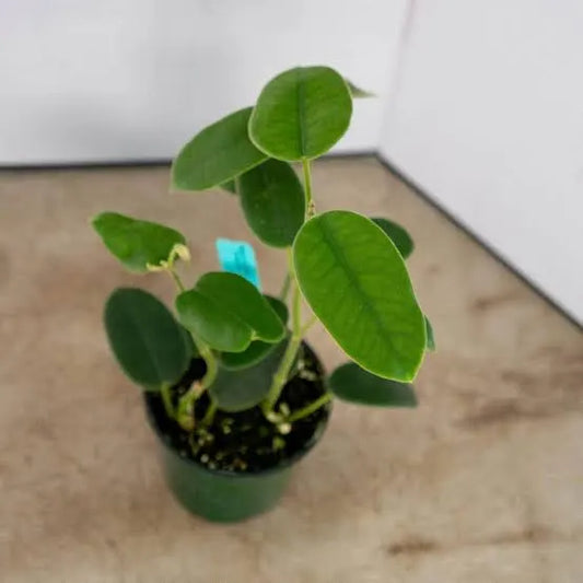 Hoya Coronaria potted. The glossy, heart-shaped leaves provide year-round beauty even when not flowering.