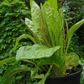 Plantago major Seeds - 100 Count - Broadleaf Plantain - Alaska Wild Harvested