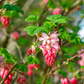 10 Red Flowering Currant Shrub Seeds (Ribes sanguineum), Ornamental Hedge Bush, Hardy Flowering, Spring Blooms for Garden & Landscaping