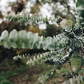 40 Eucalyptus pulverulenta 'Baby Blue' Bonsai Seeds, Silver Dollar Eucalyptus, Florist 'Baby Blue', Unique Indoor Bonsai Tree for Garden
