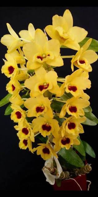 Dendrobium Yellow Diamond Orchid | Yellow Flowers with Brown Center | Rare Collector Orchid | Exclusive One-of-a-Kind | Not in Bloom