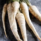 100+ Parsnip Seeds for Planting | Heirloom Pastinaca sativa | Cool Season Root Vegetable for Garden Beds, Raised Rows, or Containers