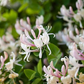 50 European Fly Honeysuckle Vine Seeds, Native Perennial White Honeysuckle Bush (Lonicera xylosteum), Hardy Vine for Garden & Landscaping