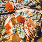 10 Persimmon Tree Seeds - Diospyros virginiana | Sugar Plum Fruit Tree | Cold-Hardy Native Tree for Home Orchard & Wildlife