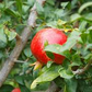25 Pomegranate Seeds (Punica granatum) - Sweet Tropical Edible Fruit Shrub/Tree, Grow Your Own Fresh Pomegranates, Fast Growing, Healthy