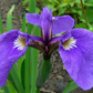 Iris setosa Seeds - 100 Count - Alaska Wild Harvested - Purple-Blue Flowers - Zone 3-9