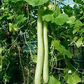 10 Seeds Snake Gourd (Lagenaria siceraria) – Edible, Long, Non-GMO, Heirloom, Easy to Grow, Perfect for Cooking, Unique Garden Vegetable