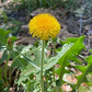 250 Dandelion Seeds | Taraxacum officinale | Non-GMO Perennial Wildflower for Pollinator Gardens & Natural Landscaping