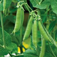 100 Sugar Daddy Snow Pea Seeds | Stringless Edible Pods | Grow Crisp Sweet Peas in Garden Beds, Raised Beds, or Containers