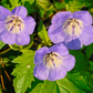 Nicandra physalodes Seeds - 100 Count - Apple of Peru - Annual Flower - Alaska Grown