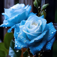 20 Broken Ice Blue Rose Seeds - Rare Heirloom Variety - Unique Frosted Blooms - Fragrant Perennial - Easy to Grow