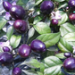 100+ Purple Pepper Seeds to Plant | Vibrant Ornamental & Edible Sweet Peppers | Colorful Garden Vegetable | Non-GMO Seeds