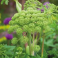 Angelica archangelica Seeds - 50 Count - Norwegian Angelica - Biennial Herb - Zone 4-7