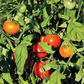 Alaska Grown Cherry Tomato Seeds - 25 Count - Indeterminate Variety - Cold Tolerant - Open Pollinated