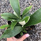 Helecho cuerno de ciervo en una maceta de 4 pulgadas, listo para colocar. ¡Incluso tiene un nombre elegante... Platycerium Bifurcatum! ¡Es muy divertido cultivarlo!