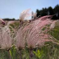 20 Prairie Smoke Fire Flower Seeds – Geum triflorum – Rare Wildflower Seeds for Garden – Unique Feather-Like Blooms