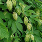 Humulus lupulus Seeds - 20 Count - Hops Vine - Fast-Growing Climber - Zone 4-8