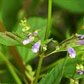 100 Skullcap Herb Seeds (Scutellaria lateriflora) for planting - Mad Dog, Grow Your Own Plant