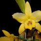 Compact Fragrant 'Yellow Diamond' Dendrobium Nobile Orchid I Vibrant yellow blooms