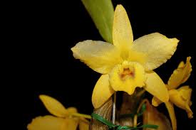 Compact Fragrant 'Yellow Diamond' Dendrobium Nobile Orchid I Vibrant yellow blooms
