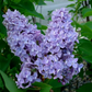 50 Purple Lilac Seeds | Syringa vulgaris | Non-GMO Fragrant Shrub for Landscaping, Hedges & Spring Blooms | Stunning Purple Flowers
