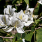 10 Seeds Bauhinia Alba – White Orchid Tree (Bauhinia variegata alba) | Stunning Flowering Plant for Planting