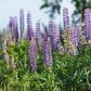 Lupinus Seeds - 50 Count - Wild Alaska Harvested - Perennial Flower - Nitrogen Fixer