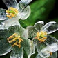 20 Skeleton Glass Flower Seeds – Diphylleia grayi – Rare Transparent Petals – Ghost Flower Seeds for Garden