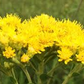 700 Oligoneuron Rigidum Stiff Goldenrod Seeds, Perennial Wildflower, Native, Yellow Blooms, Pollinator-Friendly, Garden, Landscape Plant