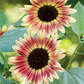 50 Strawberry Blonde Hybrid Sunflower Seeds - Rare Bicolor Blooms - Easy to Grow - Pollinator Friendly - Non-GMO