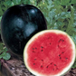 50 Black Diamond Watermelon Seeds | Classic Summer Fruit | Large Sweet Heirloom Variety | Grow Juicy Melons in Garden or Backyard