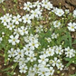 1,000 Baby’s Breath Seeds | Gypsophila elegans | Non-GMO Annual Flowers for Bouquets, Borders & Pollinator Gardens