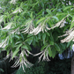 100 Lily of the Valley Sourwood Seeds (Oxydendrum arboreum), Honey Bee Tree, Fragrant White Flowers, Native Tree, Wildlife Friendly