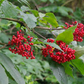 50 Red Elderberry Seeds | Sambucus racemosa | Non-GMO Native Shrub with Bright Red Berries | Wildlife-Friendly Landscape Plant