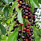 20 Black Cherry Seeds (Prunus serotina), Sweet Edible Fruit, High Yield, Hardy Tree, Perfect for Garden, Jam, Jellies, & Fresh Eating