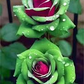 20 Ruby Green Twin Rose Seeds - Rare Bicolor Roses - Unique Heirloom Variety - Fragrant Perennial - Easy to Grow