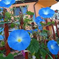 100 Morning Glory Seeds | Blue and White Blooms | Ipomoea tricolor | Non-GMO Vine Flower for Fences, Trellises & Garden Arches