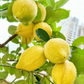 30 Perfume Lemon Seeds - Grow Your Own Citrus Bonsai - Fragrant Lemon Tree - Delicious Juicy Fruit - Easy to Grow Indoors & Outdoors