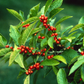 250 mg Seeds Ilex Verticillata - Winterberry Holly for Planting | Decorative Shrub for Wildlife & Landscaping
