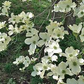 10 Flowering Dogwood Seeds | Cornus florida | Ornamental Tree for Landscaping & Wildlife Gardens | Non-GMO Spring Blooms