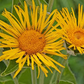 Inula magnifica Seeds (20) | Giant Elecampane Fleabane | Dramatic Garden Perennial | Alaska Grown