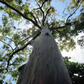 40 Rainbow Eucalyptus Seeds (Eucalyptus deglupta) - Vibrant Colorful Gum Tree, Fast-Growing, Tropical Evergreen, Unique Landscaping Plant